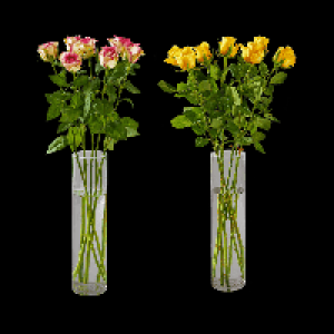 GARDENLINE Langstielige Rosen 5.99&nbsp;&euro;