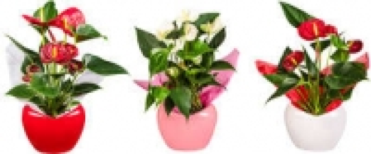 Flamingoblume in Herzkeramik 6.99 €