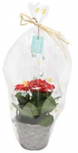 Gerbera im Korb 4.99 €