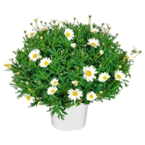 GARDENLINE® Margeriten-Busch 4.99 €