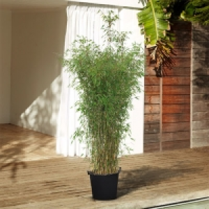 Aldi Süd  Black Cherry Bambus