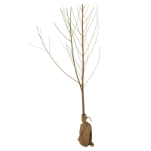 GARDENLINE® Obstbaum 4.99 €