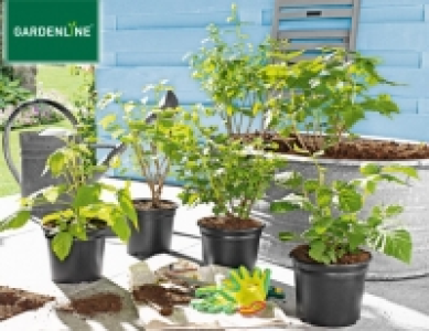 Beerenstrauch 3.59 €