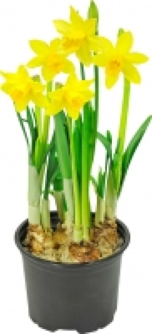 Narzisse 0.99&nbsp;&euro;