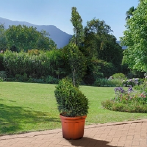 Lebensbaum Smaragd 139.00&nbsp;&euro;