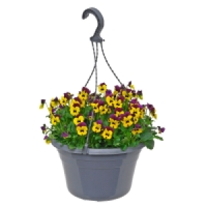 GARDENLINE® Viola-Ampelpflanze 3.99 €