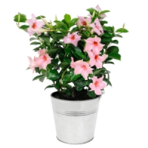 GARDENLINE® Dipladenia/Lavendel
