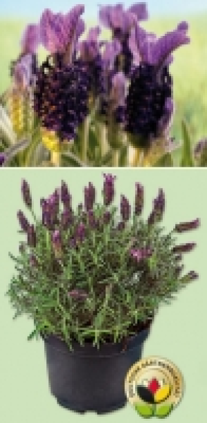 Schmetterlingslavendel 2.59 €