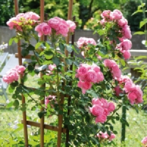 Gartenrosen 2.59 €