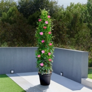 Dipladenia-Pyramide XL Rosa