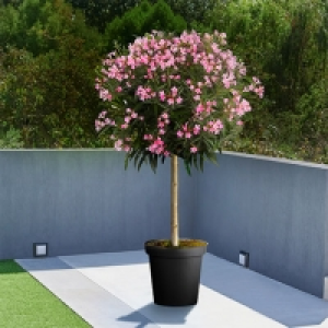 Oleander-Stamm XL Rosa