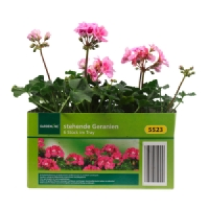 GARDENLINE® Beet-/Balkonpflanzen