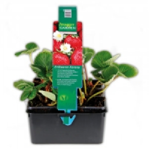 Erdbeerpflanzen 2.99 €
