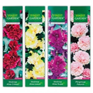 Stockrose / Pfingstrose 2.99 €