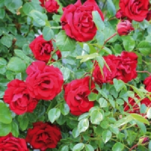 Hochstamm Rose 8.99 €