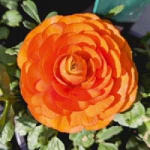 Ranunkel 3.99 €