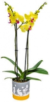 Kaufland  Orchidee gelb in Oster-Keramik
