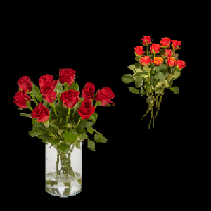 GARDENLINE Fairtrade-Rosen 2.99&nbsp;&euro;