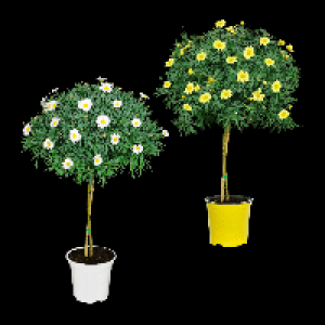 GARDENLINE Margeritenstämmchen 6.99 €