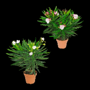 GARDENLINE Oleander-Busch 5.99 €