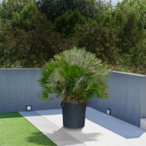 Aldi Süd  Palme Chamaerops XL