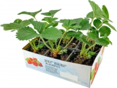 Erdbeerpflanzen 6er Pack 2.99 €