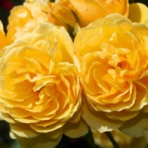 Englische Rosen 6.99 €
