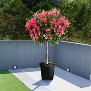 Oleander-Stamm XL Rot