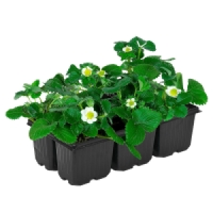 Aldi Süd  GARDENLINE® Erdbeerpflanzen