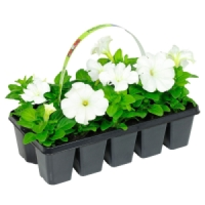 GARDENLINE® Beetpflanzen 1.49 €