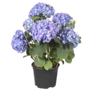 GARDENLINE® Hortensien-Busch 5.99 €