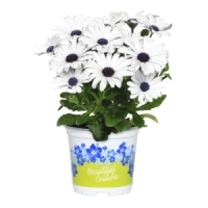 GARDENLINE® Margerite