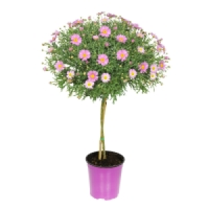 GARDENLINE® Margeriten-Stämmchen XL 6.99 €