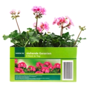 GARDENLINE® Beet-/Balkonpflanzen 2.99 €