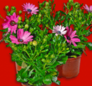 Bornholmer Margerite 1.49 €