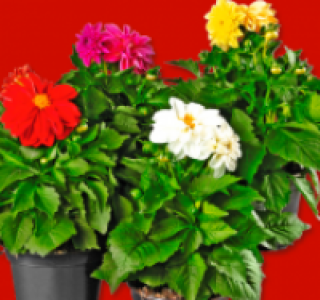 Dahlien