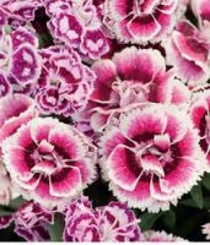 Gartennelke 2.49 €