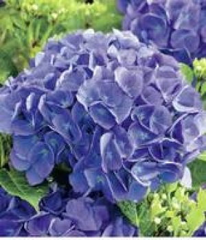 Gartenhortensie 9.99 €