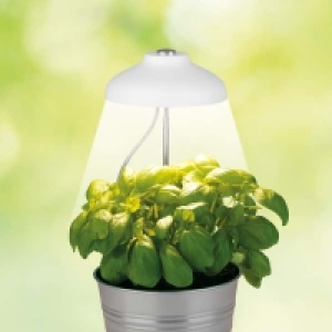 MAXXMEE LED-Pflanzenleuchte mit Telskopstab, ca. 11x11x4cm 7.99 €