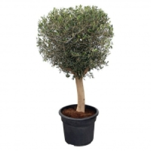 Piardino Olivenbaum 99.00 €