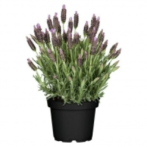 Piardino Schopflavendel 3.99 €