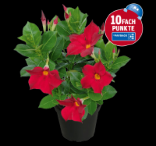 Dipladenie 2.99 €