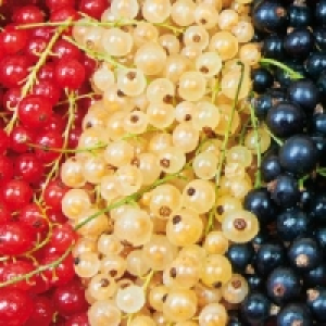 Beeren-Trio 7.99 €