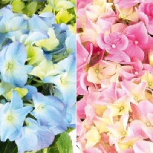 Premium Hortensie 6.99 €