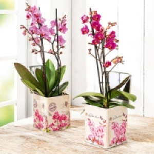 Phalaenopsis Multiflora 9.99 €
