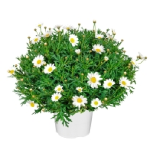GARDENLINE® Margeriten-Busch 4.99 €