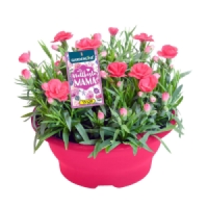 GARDENLINE® Muttertagspflanze 4.99 €