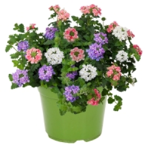 GARDENLINE® Beetpflanzen-Trio