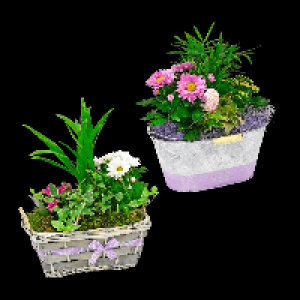 GARDENLINE Muttertagspflanzen 6.99 €