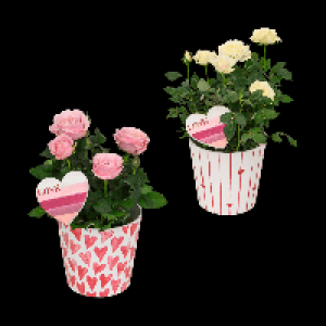 GARDENLINE Topfrose 4.99 €